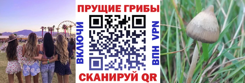 дарнет шоп  Ясногорск  Псилоцибиновые грибы Psilocybine cubensis 